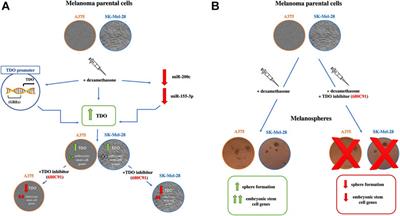 Dexamethasone Promotes a Stem-Like Phenotype in Human Melanoma Cells via Tryptophan 2,3 Dioxygenase